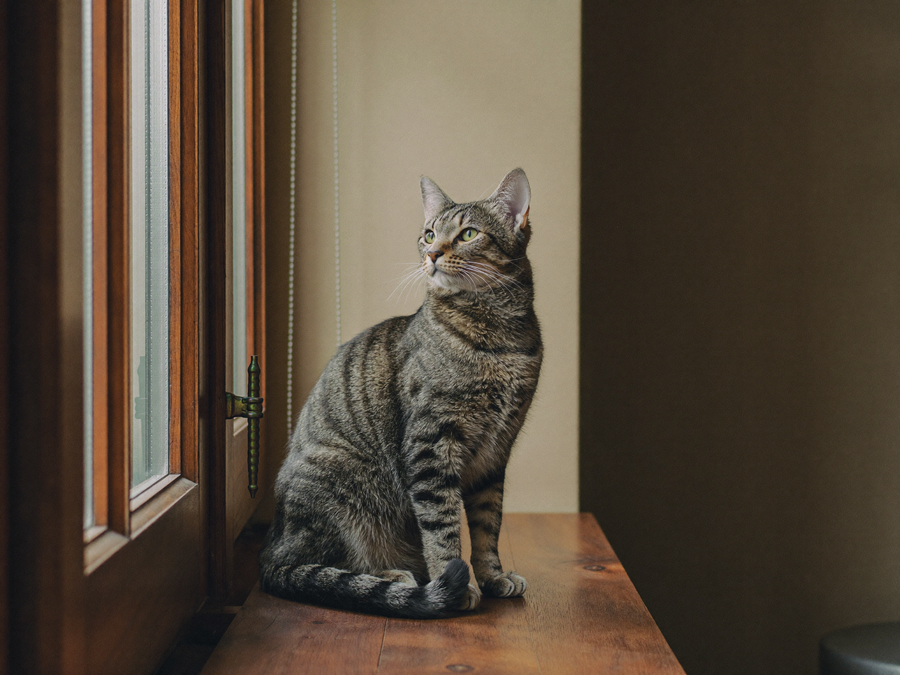 A tabby cat sitting upright on a wooden windowsill, alert and looking out of the window