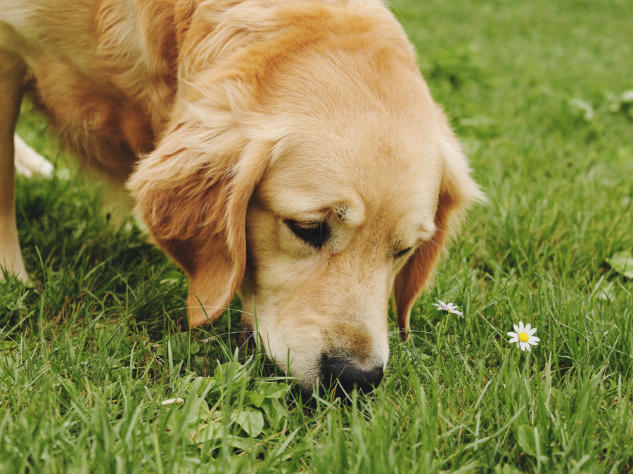 A golden retriever with its head lowered into green grass, nose down, sniffing the ground