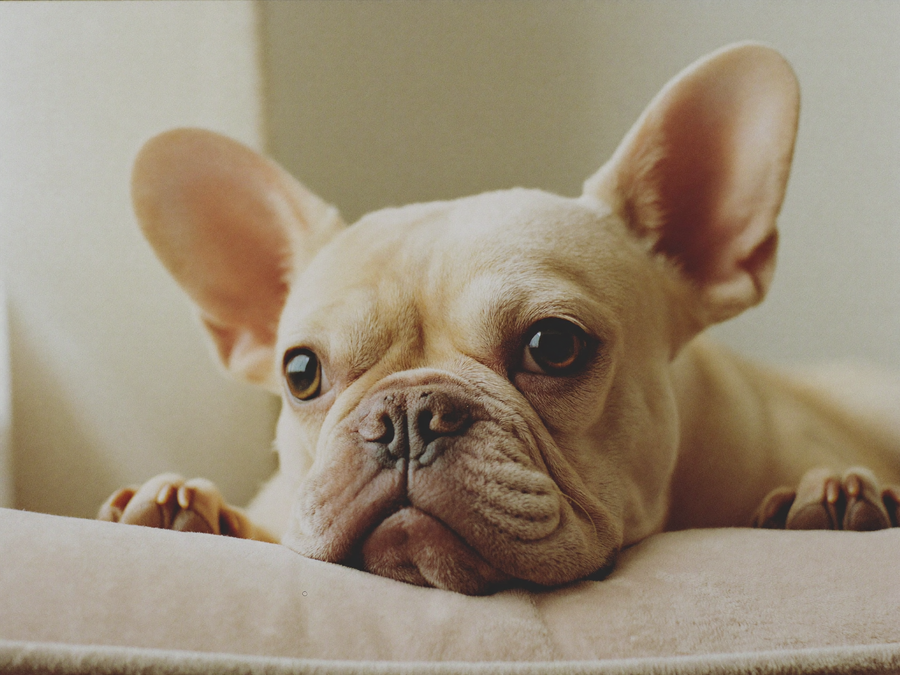 A cream French Bulldog resting its chin on a linen cushion, its short muzzle and large ears clearly visible