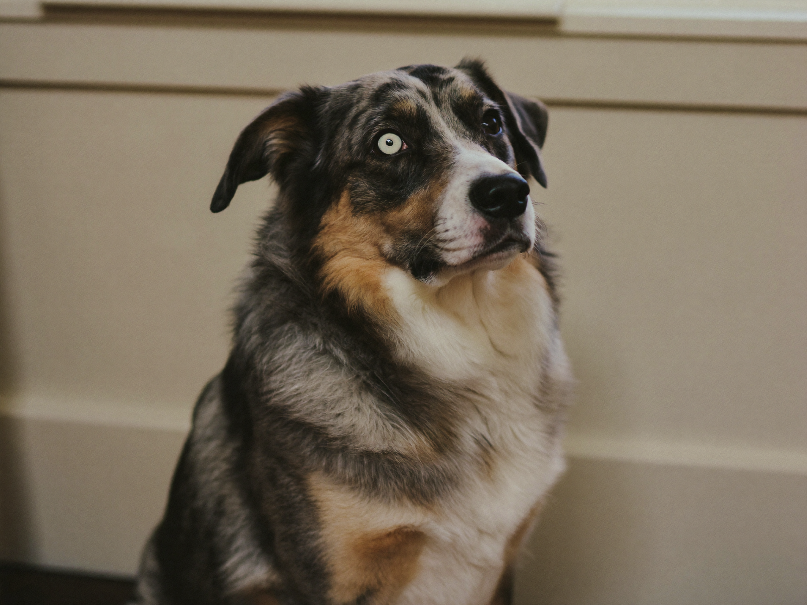 A blue merle Australian Shepherd sitting indoors, its mottled grey coat and one pale blue eye clearly visible