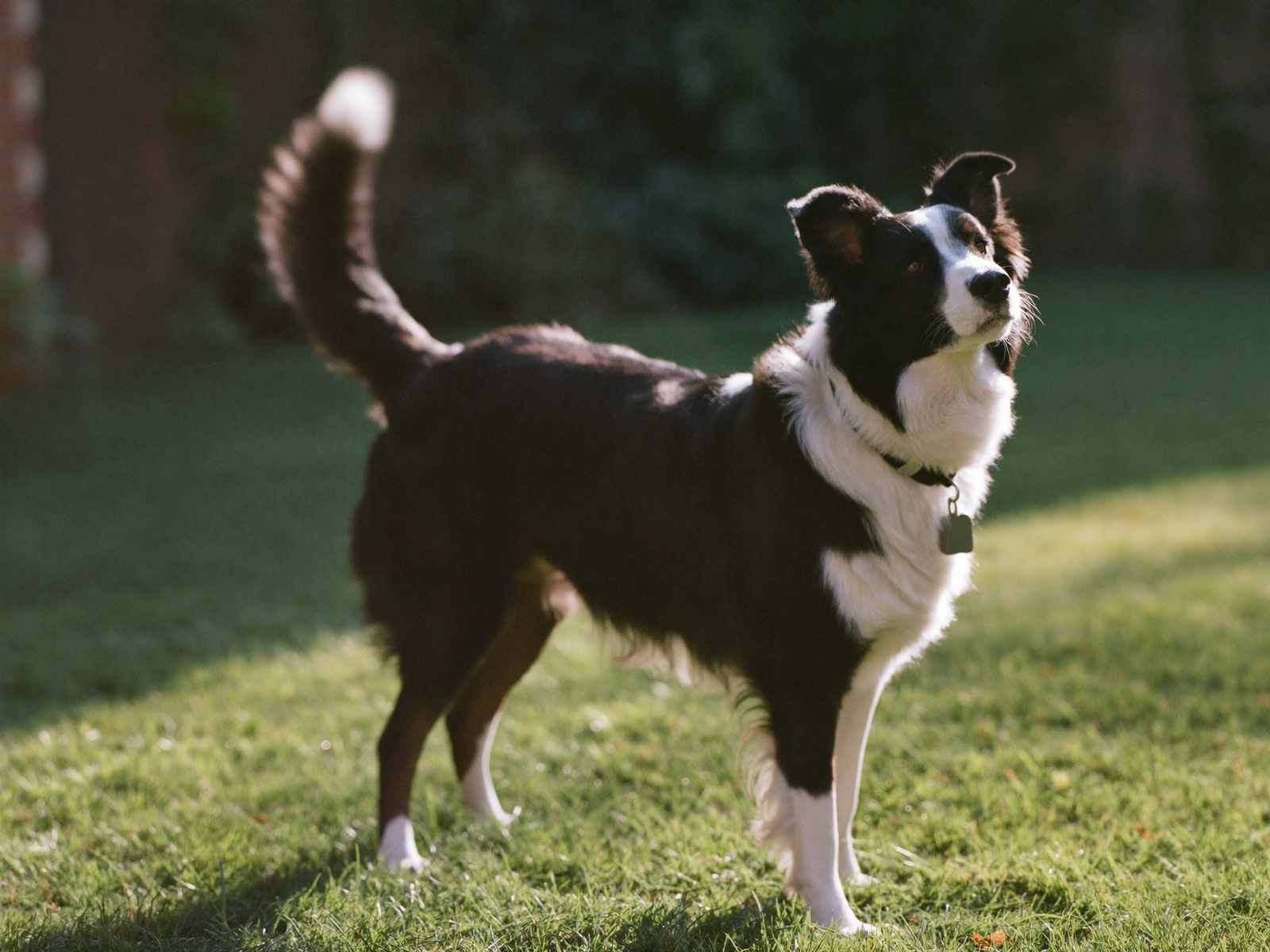 A black and white border collie standing on a sunlit lawn with its tail raised and blurred in mid-wag