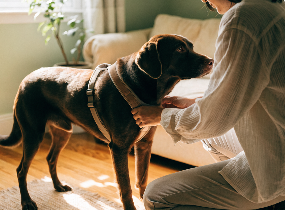 Someone kneeling to fit a harness on a chocolate Labrador at home