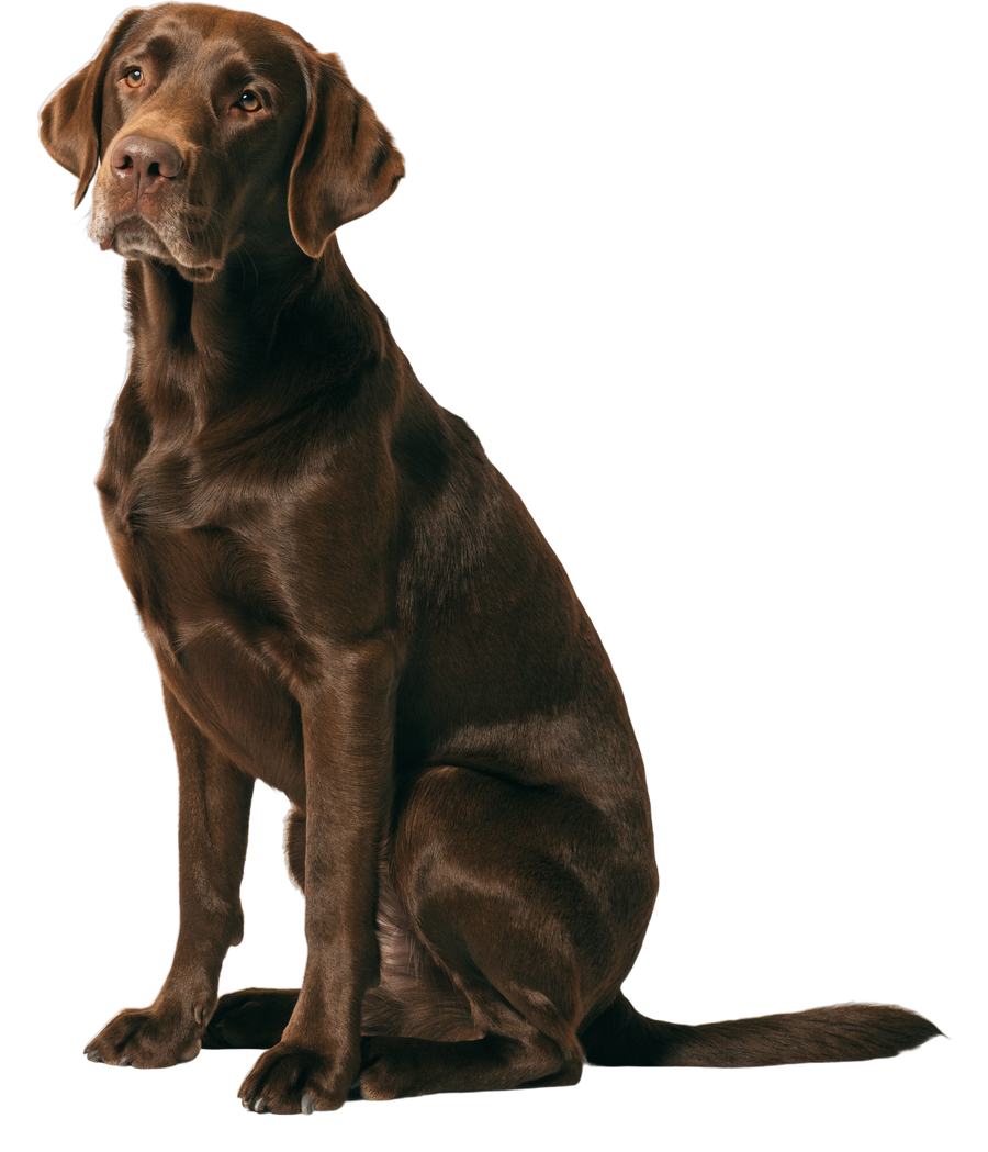 A chocolate Labrador sitting, looking up