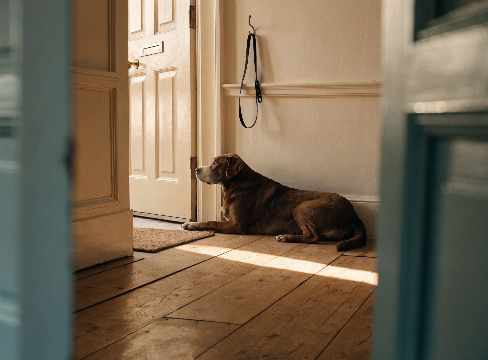 An elderly chocolate Labrador lying by the front door in afternoon light