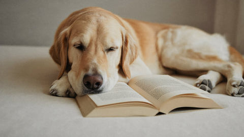 A sleepy golden retriever resting its chin beside an open book