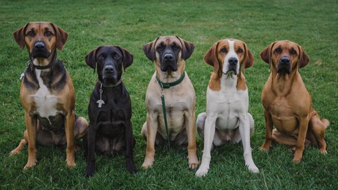 Five dogs of different breeds sitting together in a row on grass