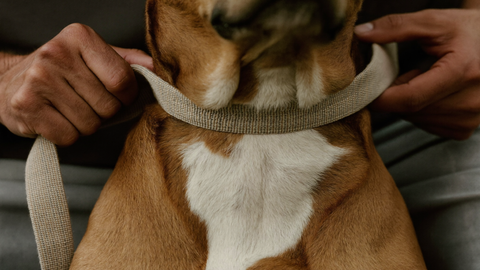 Hands fastening a woven fabric collar around a calm dog's neck